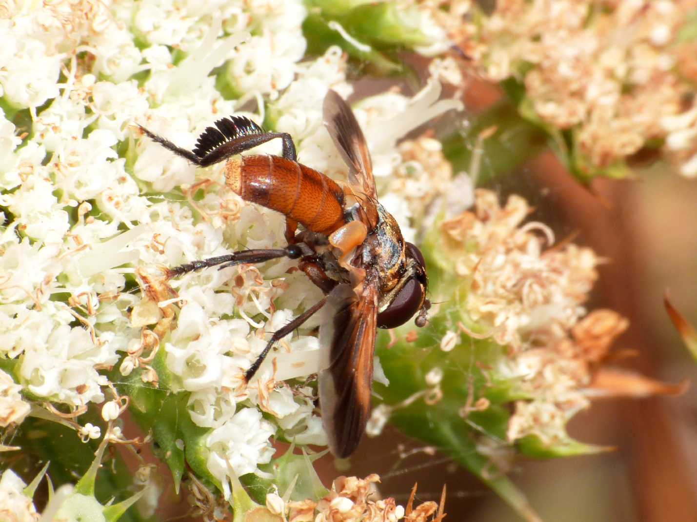 Trichopoda pennipes